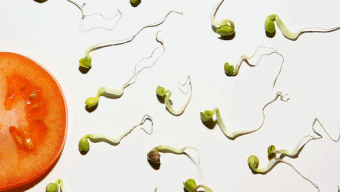 IVI qualidade esperma