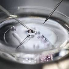 Fecundação in vitro