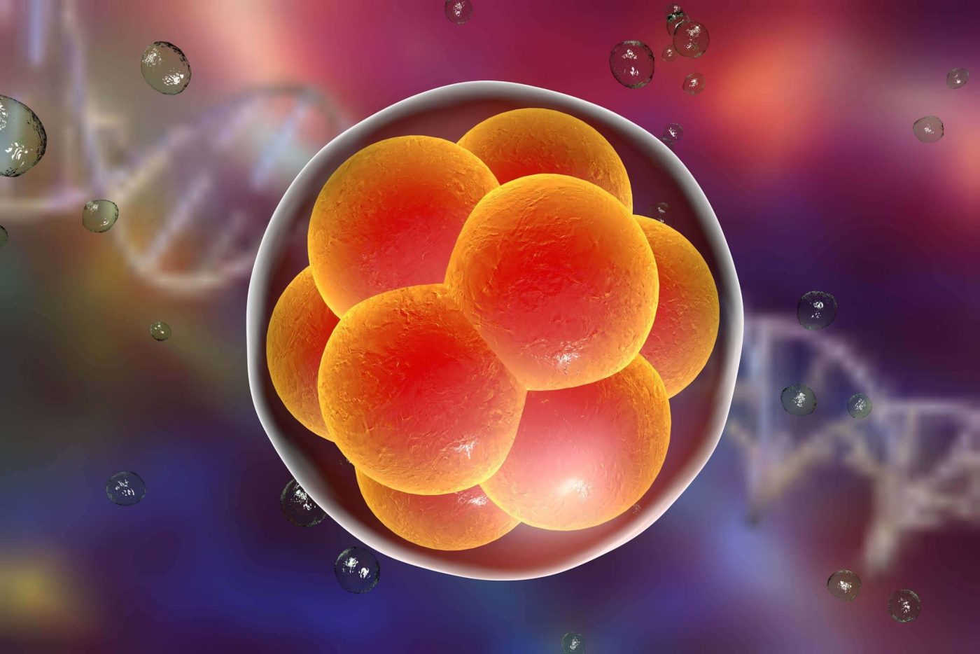 Biopsia de embriões: quando é necessário realizar?